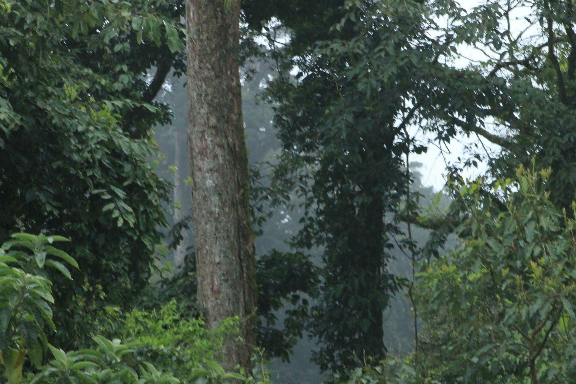 Hotel Bosque Verde Lodge Monteverde Extérieur photo